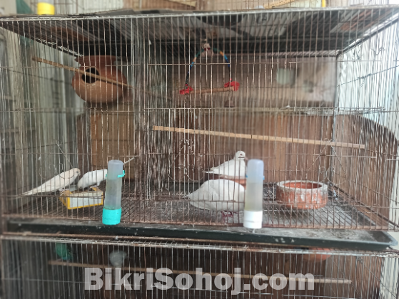 Budrigar and Australian dove with nest & accessories